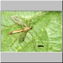 Nephrotoma sp - Schnake w08.jpg